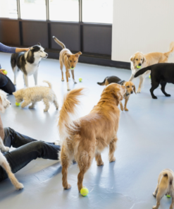 Guardería - Día suelto