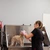 A dog groomer is bathing a small dog in a professional grooming salon, showcasing pet care.
