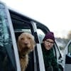 A man with a dog in a van outdoors, creating a scene of friendship and travel.