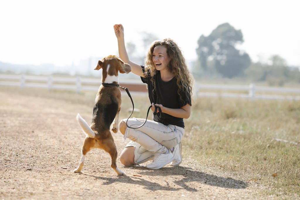 Full body optimistic young female with curly hair smiling and teaching Beagle dog beg command on sunny summer day in countryside