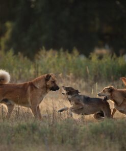 El lenguaje y la comunicación canina